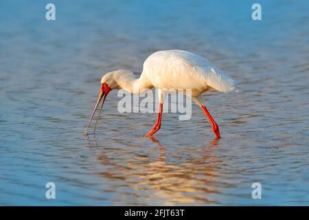 African spoonbill, Platalea alba, ibis from Okavango delta, Moremi, Botswana in Africa. Bird searching food in the river water. White spoonbill with r Stock Photo