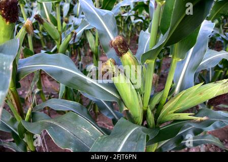 Corn on the green stalk in the corn field. Young maize or sweetcorn plants. Cornfield texture, background. Agricultural  and farm concept. Stock Photo