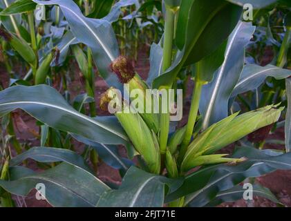 Corn on the green stalk in the corn field. Young maize or sweetcorn plants. Cornfield texture, background. Agricultural  and farm concept. Stock Photo