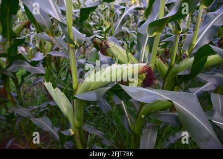 Corn on the green stalk in the corn field. Young maize or sweetcorn plants. Cornfield texture, background. Agricultural  and farm concept. Stock Photo