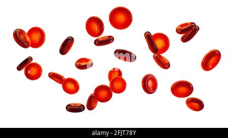 Group of red blood cells isolated on white. Blood cells (erythrocytes) carry oxygen to all body tissues. Stock Photo