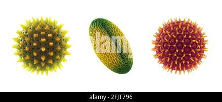 Set of pollen grains isolated on white. Pollen allergy is also known as hay fever or allergic rhinitis. Stock Photo