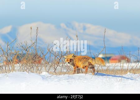 Red fox, Vulpes vulpes, crossing the road. Wildlife animal scene from nature. Urban wildlife with town and animal. Orange fox in winter, Japan. Stock Photo