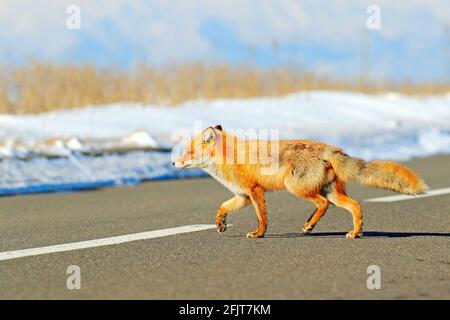 Red fox, Vulpes vulpes, crossing the road. Wildlife animal scene from nature. Urban wildlife with town and animal. Orange fox in winter, Japan. Stock Photo