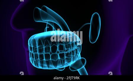 human throat anatomy. 3d render Stock Photo