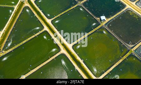 Shrimp farm with ponds and aerator pump, top view. Bohol, Philippines. The growing aquaculture business continuously threatening the nearby wetlands. Stock Photo