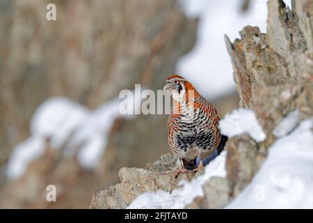 Tibetan Partridge, Perdix hodgsoniae, bird sitting in the snow and rock in the winter mountain. Partridge in the stone habitat, Ladakh, Hemis NP, Indi Stock Photo