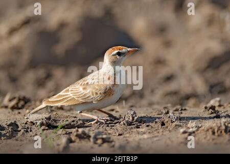 Red-capped lark, Calandrella cinerea, bird with open bill sitting on the stone with blue sky, Moremi, Okavango delta, Botswana in Africa. Wildlife sce Stock Photo