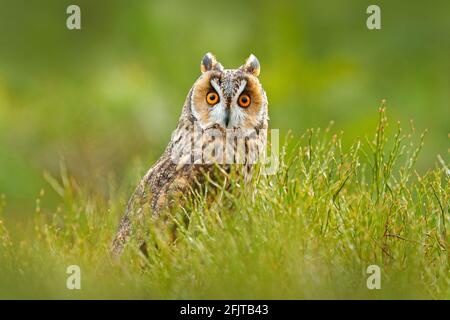 Owl in nature. Asio otus, Long-eared Owl sitting in green vegetation in the fallen larch forest during dark day. Wildlife scene from the nature habita Stock Photo