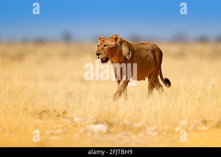Safari in Africa. Big angry female lion in Etosha NP, Namibia. African lion walking in the grass, with beautiful evening light. Wildlife scene from na