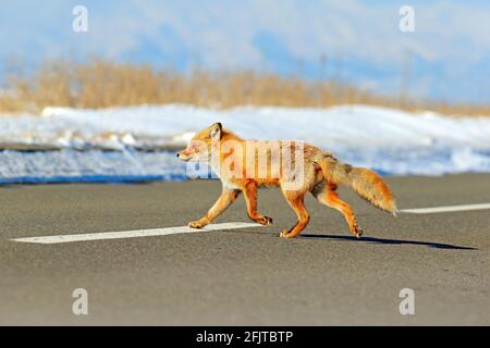 Red fox, Vulpes vulpes, crossing the road. Wildlife animal scene from nature. Urban wildlife with town and animal. Orange fox in winter, Japan. Stock Photo