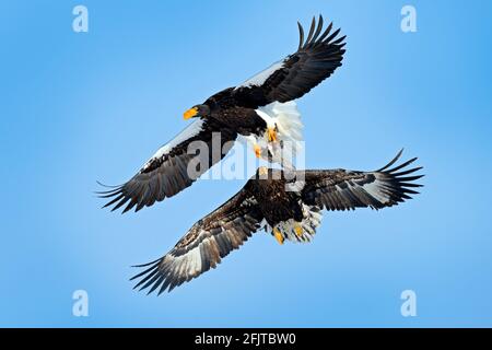 Bird with fish catch. Eagles fight on the blue sky. Wildlife action behavior scene from nature. Beautiful Steller's sea eagles, Haliaeetus pelagicus, Stock Photo