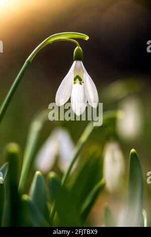 Snowdrop or common snowdrop (Galanthus nivalis) flower in the forest with warm sunshine at springtime. The first flowers of the Spring season are bloo Stock Photo