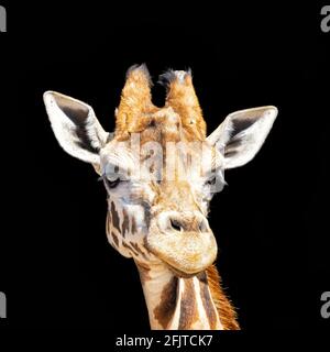 African giraffe head and face close up isolated on black background. Stock Photo
