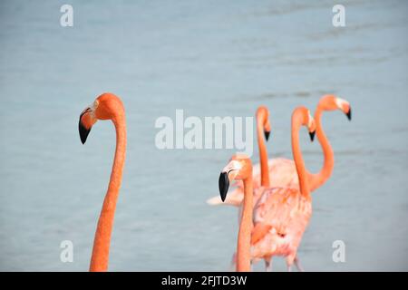 heads of flamingos with the ocean in the background Stock Photo
