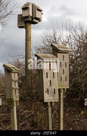 Bat boxes and butterfly boxes for garden wildlife, Pensthorpe, Norfolk, UK, Stock Photo