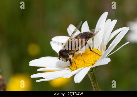 Common dronefly (Eristalis tenax) feeding on ox-eye daisy (Leucanthemum vulgare), Northumberland national park, UK, Stock Photo