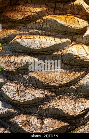 Palm tree stem detail bark texture Stock Photo