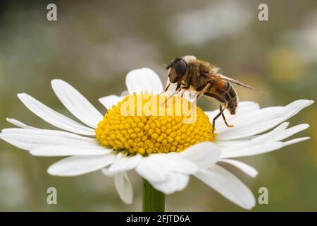 Common dronefly (Eristalis tenax) feeding on ox-eye daisy (Leucanthemum vulgare), Northumberland national park, UK, Stock Photo