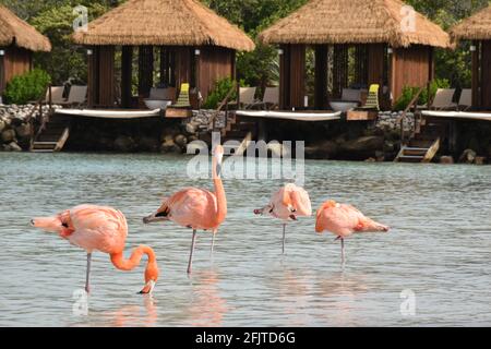 Group of flamingos sleeping in the Caribbean ocean in front of cabanas Stock Photo