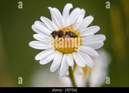 Common dronefly (Eristalis tenax) feeding on ox-eye daisy (Leucanthemum vulgare), Northumberland national park, UK, Stock Photo