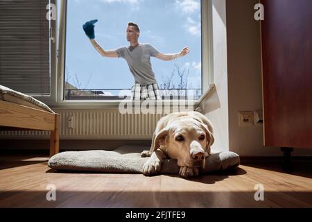 Old dog resting on pet bed and man cleaning window with rag at home. Themes housework and housekeeping and living with pets. Stock Photo