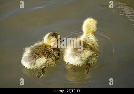 Baby Canada geese or goslings, Branta canadensis, swimming with their mother in April in the Deschutes River, near Bend, Oregon. Stock Photo