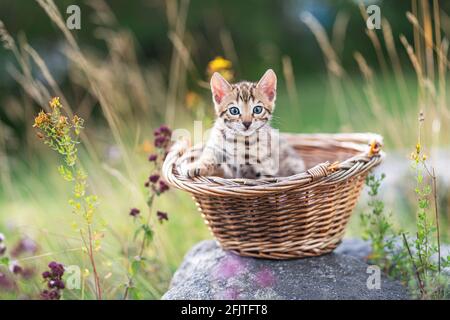 A cute white little Bengal kitten outdoors  in a basket on a summer evening. The curious little cat is 7 weeks old, and she is looking into the  camer Stock Photo