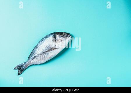 One dorado on blue background. Copy space. Fish pattern. Top view, flat lay. Creative design concept Stock Photo