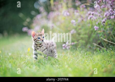 A cute curious spotted Bengal kitten outdoors in the grass in the summertime, on adventure. The kitten is 7 weeks old. Copy space room for text. Stock Photo
