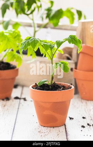 Seedling of Tigrella Tomato in a small terra cotta pot. On a white wooden table with other plants and pots defocused in the background. Springtime ind Stock Photo