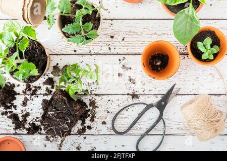 Indoors seedlings planting concept seen from above on a white table. With seedlings of tomato plants, basil, chili, terracotta plant pots, recycled pa Stock Photo