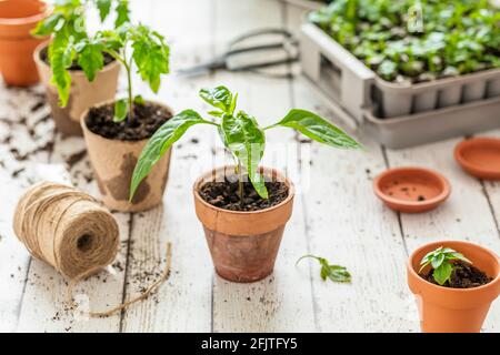 Planting seedlings indoors. Homegrown Trinidad Moruga scorpio chili plant, seedling.tomato seedling plant and small basil in the background. Stock Photo