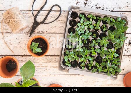 Basil herb in seedling starting tray, seen from above. On a wooden table with teracotta pots and a pair of scissors on the table. Home gardening indoo Stock Photo