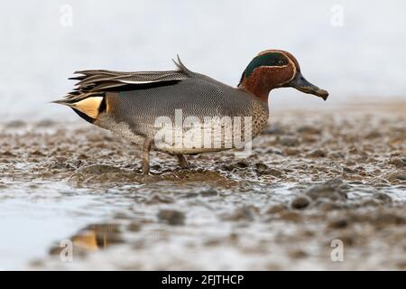 Teal, Anas crecca, Drake/ Male winter bird feeding in muddy waters  Norfolk, UK, November Stock Photo