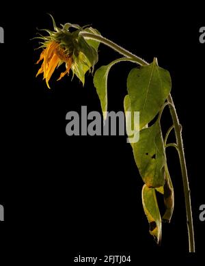 Sunflower flower with faded withered petals isolated on black background. Stock Photo