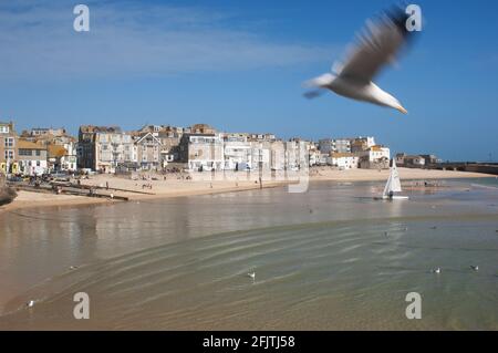 Flying seagull at St. Ives, Cornwall, UK. A major pest during the holiday season - John Gollop Stock Photo