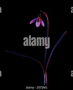 Snowdrop in pink and blue neon light isolated on black background. Stock Photo