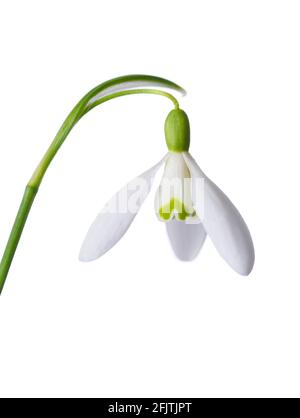 Spring snowdrop, blooming and fresh, isolated on white background. Stock Photo