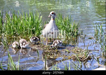 Kent, UK. Sunny intervals with a moderate breeze. Temperatures rising to 11 degrees. A mother Egyptian Goose (Alopochen aegyptiaca) watches over her goslings. River Cray, Foots Cray Meadows, Sidcup. Stock Photo