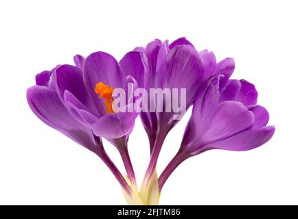 Crocus flowers isolated on white background. Close up of saffron flowers. Stock Photo