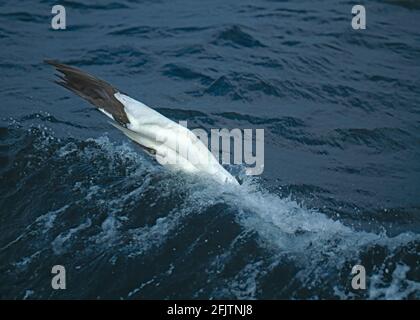 Gannet diving for fish Sula bassana North Sea UK BI003742 Stock Photo