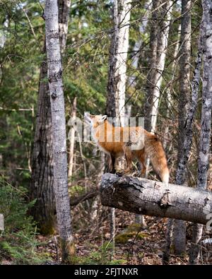 Red Fox standing on a log and looking towards the sky in the forest and looking for its prey with a  forest background in its environment and habitat. Stock Photo