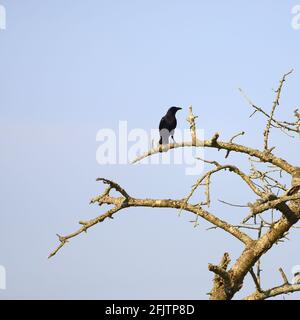 Carrion Crow (Corvus corone) perched in a tree. April, Kent, UK Stock Photo