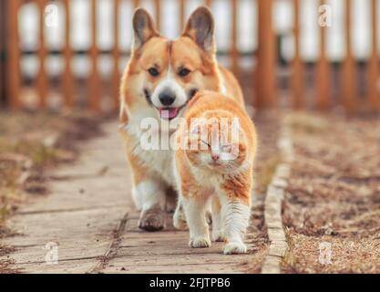 red country cat and corgi dog are walking down the street in spring menacingly pacing each other Stock Photo