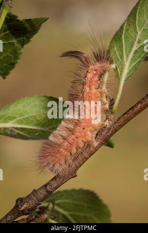 Buchenrotschwanz, Calliteara pudibunda, pale tussock Stock Photo