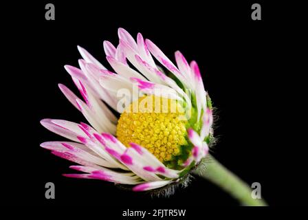 Tiny common daisy meadow flower with petals in purple white. Isolated on black background. Close up shot with macro lens. Genus Bellis perennis.