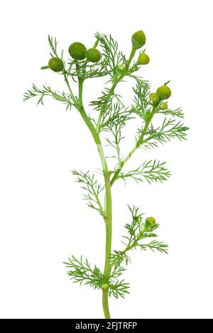 Matricaria chamomilla flower isolated on white background Stock Photo