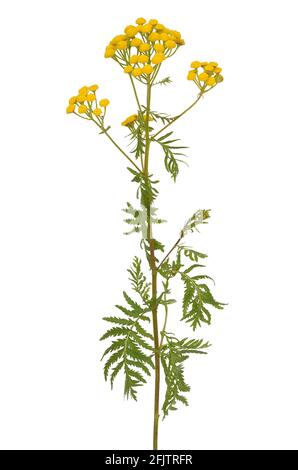 Tansy (Tanacetum Vulgare) flowers isolated on white background Stock Photo