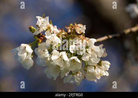 Cherry tree blossom in Spring. Stock Photo